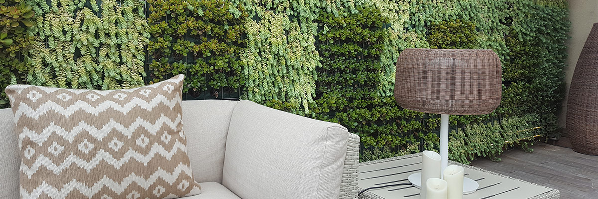 Suculentas en composición